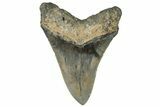 Serrated, Fossil Megalodon Tooth - North Carolina #295092-1